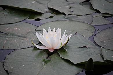 Steam开启“自动化游戏节” 《幸福工厂》7折95元